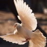 በኢትዮጵያ ሰላም ለምን እውን መሆን አልቻለም?