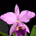 Catleya concepción
