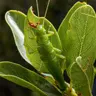 Ecotypes Make the Idea of a Species Even Fuzzier