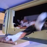 Un hôtel cinq étoiles pour chats à Arnheim
