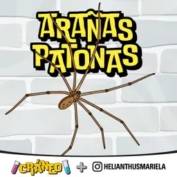 Araña Patona: la vecina del jardín que no es lo que parece