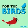 For The Birds - 07/11/2026