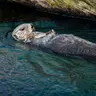 🦦🎧 兒童科普｜i動物進行式：動物家族中，誰的毛皮最厚？—認識海獺