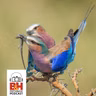 The Ethics of Wildlife Photography with Melissa Groo & Bobby Stormer