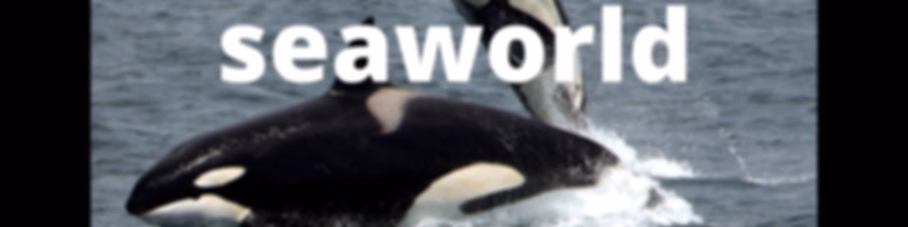 8 razones para no ir a seaworld