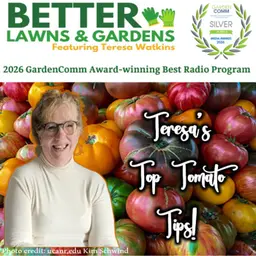 S2 Ep471: Better Lawns and Gardens - Hour 2 Teresa's Top Tips on Tomatoes August 2, 2026