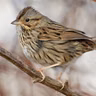 October Migrants – Look Who's Back!
