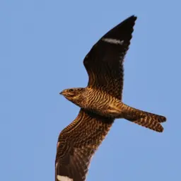 Common Nighthawks at the Ballgame
