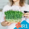 Podcast Besser Leben: Vitamine von der Fensterbank - Wie gesund sind Microgreens?
