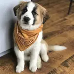 Radio Perro