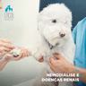 #52: Hemodiálise e Doenças Renais