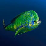 Marinai Radio