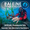 SPÉCIAL Posidonie 5/5 : Sauver les dernières prairies sous-marines (Laurent Ballesta, Pierre Descamp)