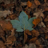 SIMILAR A UNA HOJA