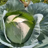 Companion Planting for Cabbage Pests | You Bet Your Garden