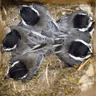 Clean Nestboxes in October