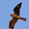 Common Nighthawks at the Ballgame