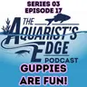 Why Guppies Are So Fun to Keep - Colour, Personality, Easy Care & Fry Surprises