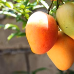 Super Mango Show