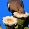 White-winged Doves and Saguaro Cactuses