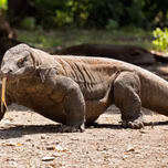 Rararaddidii