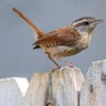 The Crafty Carolina Wren
