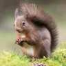 Tús Áite: Cúrsaí Chaomhnaithe an Dúlra