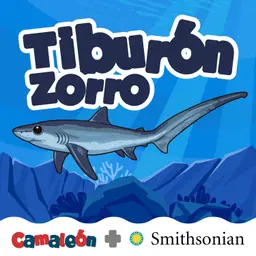 Tiburón zorro: La cola que golpea el océano