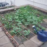 Getting the Soil Ready for Cool Season Plants