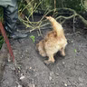Ratting with the West Sussex Warreners
