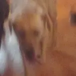 106.3 THE DOG
