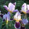Plant different irises for blooms that last from early spring till August