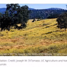 Controlling Starthistle, Summer's Most Evil Weed*