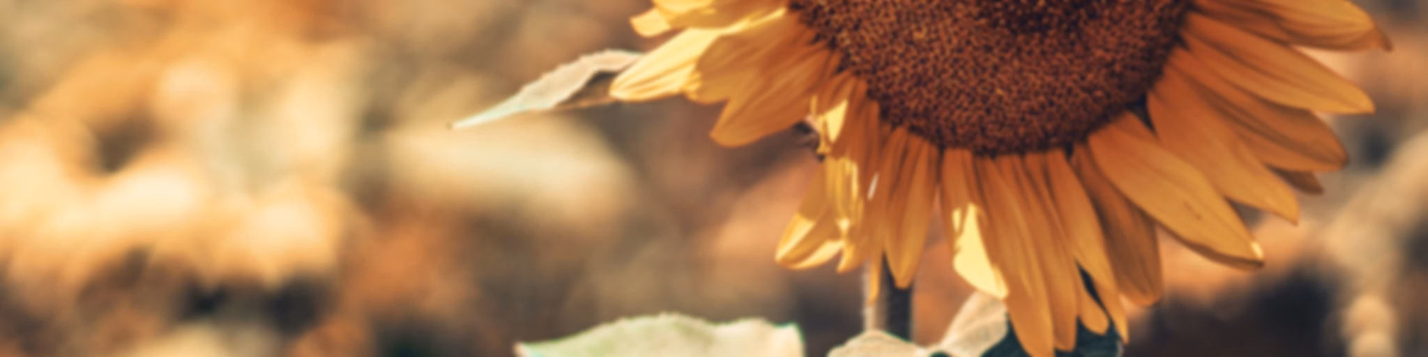 #SunflowaPowa 🌻