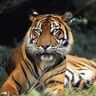 Die Tierdocs: Tiger stylt sich