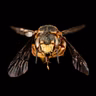 Vom Fleischfresser zur Blütenfreundin: die Bienen-Evolution