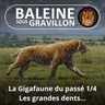 BEST OF D'ÉTÉ #25 La Gigafaune du passé 1/4 : Les grandes dents (Pierre-Olivier Antoine)