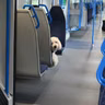 Should pets be allowed on public transport?