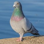 Palomita