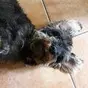 Dackel