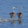 The Ballet of the Grebes