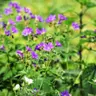 Covering ground with perennial geraniums