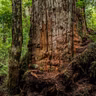 Bosques de Alerce