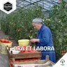 Ora et labora (NL)