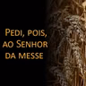 Homilia do 11° Domingo do Tempo Comum