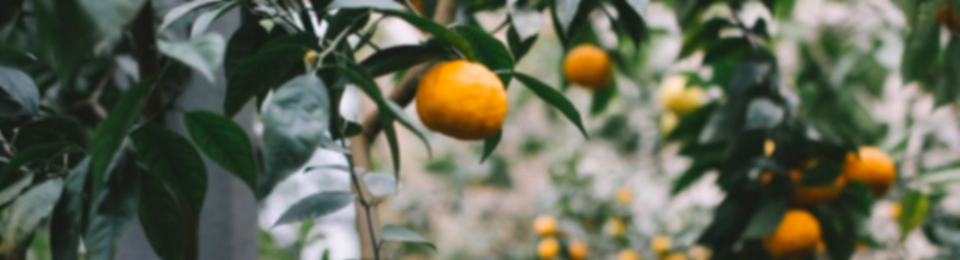 Mandarinas