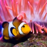 Trouble for clownfishes