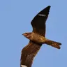 Common Nighthawks at the Ballgame