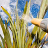 Hosepipe ban is being lifted today by Uisce Éireann