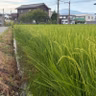 朝ラン23℃。人間的に成長する稲穂と偏向報道と言われるサンモニの炎上と9月からの意気込み。#1953 from Radiotalk